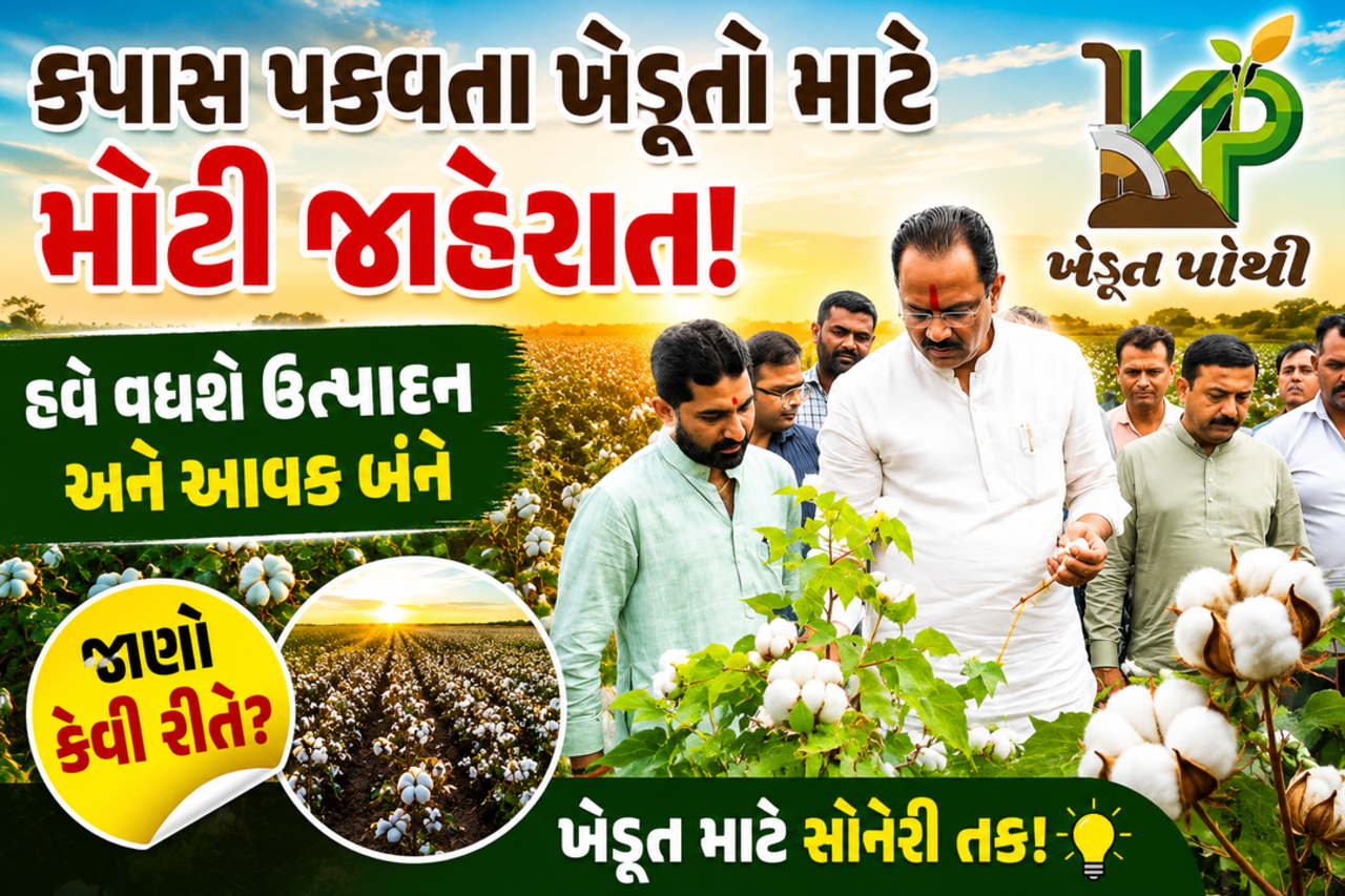 કપાસ પકવતા ખેડૂતો માટે મોટી જાહેરાત! હવે વધશે ઉત્પાદન અને આવક બંને જાણો કેવી રીતે ?